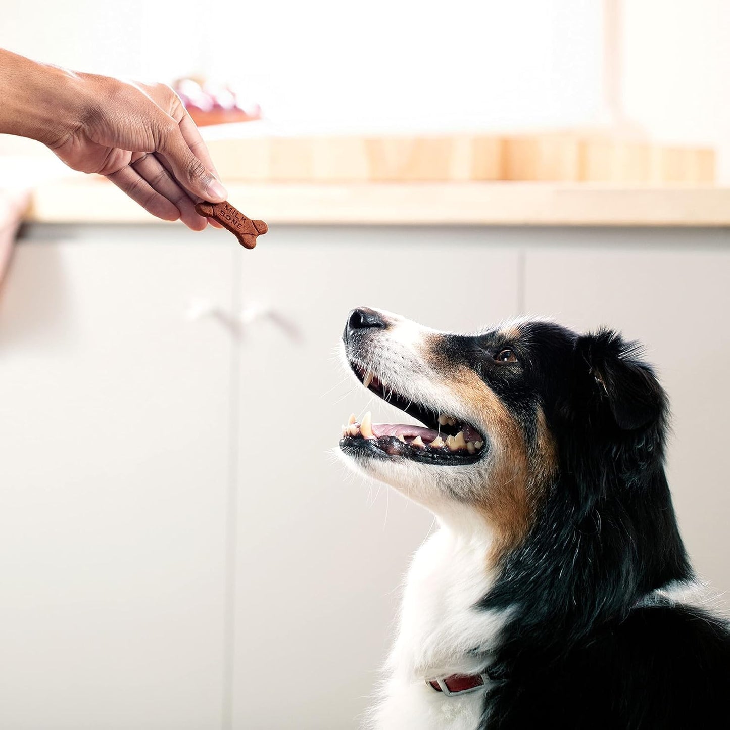 Soft & Chewy Dog Treats Made with Real Bacon, 25 Ounce